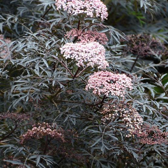 Sureau noir Black Lace® 'Eva', Sambucus à fleurs Rose - feuillage Caduc - Pot de 3L - 20/40 cm- hauteur à maturité De 2,50 m à 3,00 m - Image 3