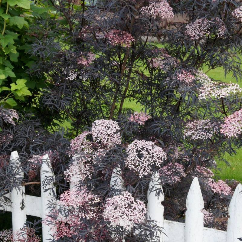 Sureau noir Black Lace® 'Eva', Sambucus à fleurs Rose - feuillage Caduc - Pot de 3L - 20/40 cm- hauteur à maturité De 2,50 m à 3,00 m - Image 1