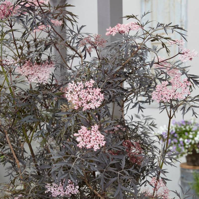 Sureau noir Black Lace® 'Eva', Sambucus à fleurs Rose - feuillage Caduc - Pot de 3L - 20/40 cm-  hauteur à maturité De 2,50 m à 3,00 m - Image 6