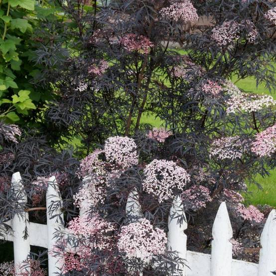 Sureau noir Black Lace® 'Eva', Sambucus à fleurs Rose - feuillage Caduc - Pot de 3L - 20/40 cm- hauteur à maturité De 2,50 m à 3,00 m - Image 2