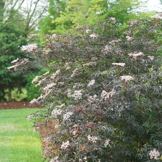 Sureau noir Black Lace® 'Eva', Sambucus à fleurs Rose - feuillage Caduc - Pot de 3L - 20/40 cm- hauteur à maturité De 2,50 m à 3,00 m - Image 10