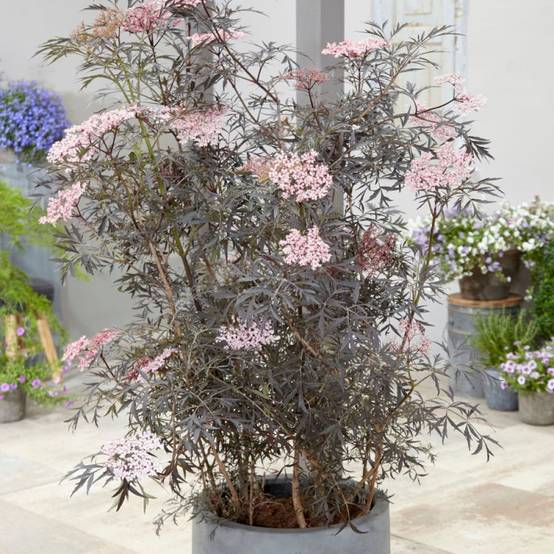 Sureau noir Black Lace® 'Eva', Sambucus à fleurs Rose - feuillage Caduc - Pot de 3L - 20/40 cm- hauteur à maturité De 2,50 m à 3,00 m - Image 5