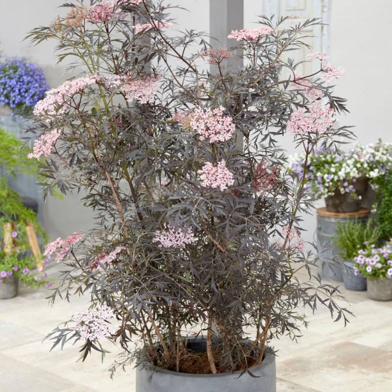 Sureau noir Black Lace® 'Eva', Sambucus à fleurs Rose - feuillage Caduc - Pot de 3L - 20/40 cm-  hauteur à maturité De 2,50 m à 3,00 m - Image 5