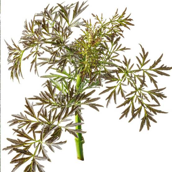Sureau noir Black Lace® 'Eva', Sambucus à fleurs Rose - feuillage Caduc - Pot de 3L - 20/40 cm- hauteur à maturité De 2,50 m à 3,00 m - Image 7