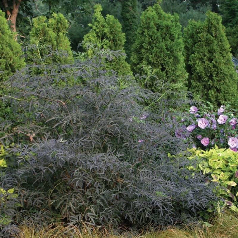 Sureau noir Black Lace® 'Eva', Sambucus à fleurs Rose - feuillage Caduc - Pot de 3L - 20/40 cm-  hauteur à maturité De 2,50 m à 3,00 m - Image 9