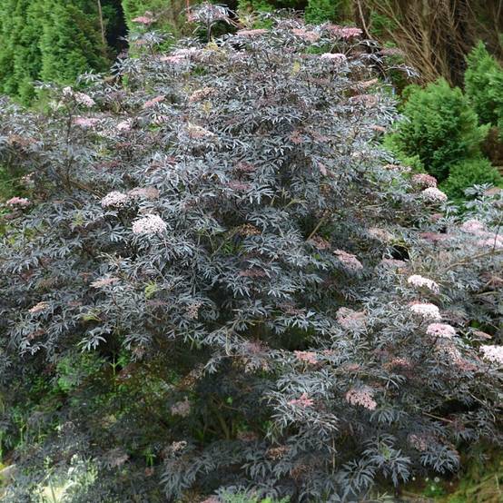 Sureau noir Black Lace® 'Eva', Sambucus à fleurs Rose - feuillage Caduc - Pot de 3L - 20/40 cm- hauteur à maturité De 2,50 m à 3,00 m - Image 4