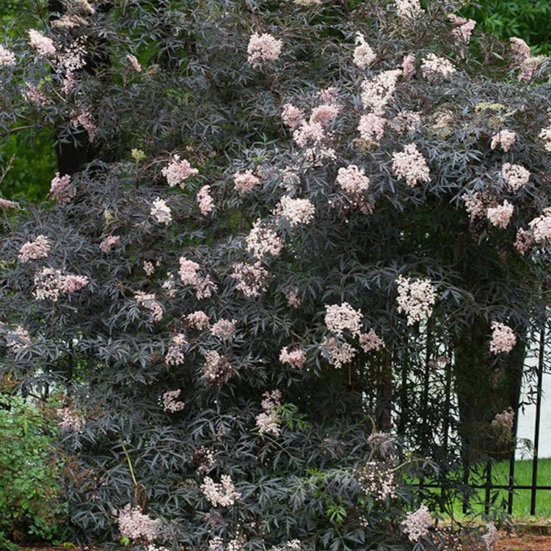 Sureau noir Black Lace® 'Eva', Sambucus à fleurs Rose - feuillage Caduc - Pot de 3L - 20/40 cm-  hauteur à maturité De 2,50 m à 3,00 m - Image 8