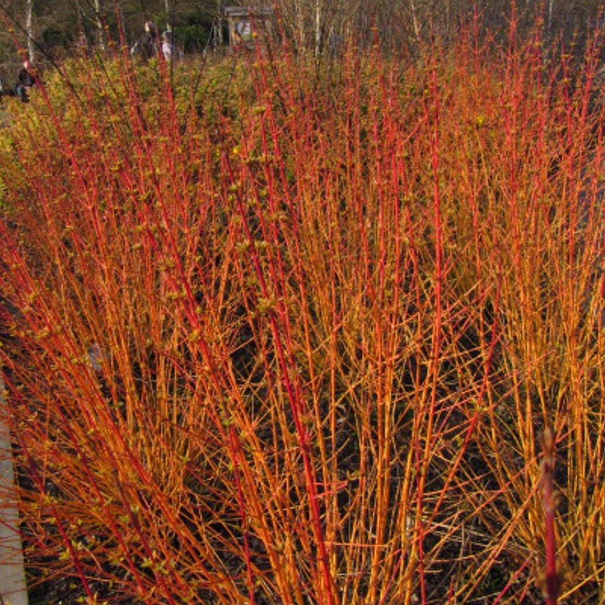 Cornouiller sanguin Anny's Winter Orange à fleurs Blanche - feuillage Caduc - Pot de 4L - 40/60 cm-  hauteur à maturité De 1,50 m à 2,00 mm - Image 1