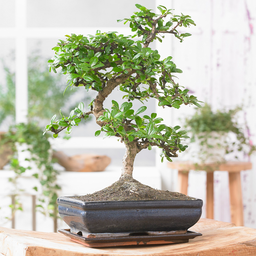 Bonsa Chinois Elm De Gardenersdream - Arbre Bonsa Japonais 'S' - Bonsai  Plante Naturelle - Hauteur (Avec Pot) : 20-30 Cm - Pot Mini Bonsa : 15 Cm  - Gamm vert