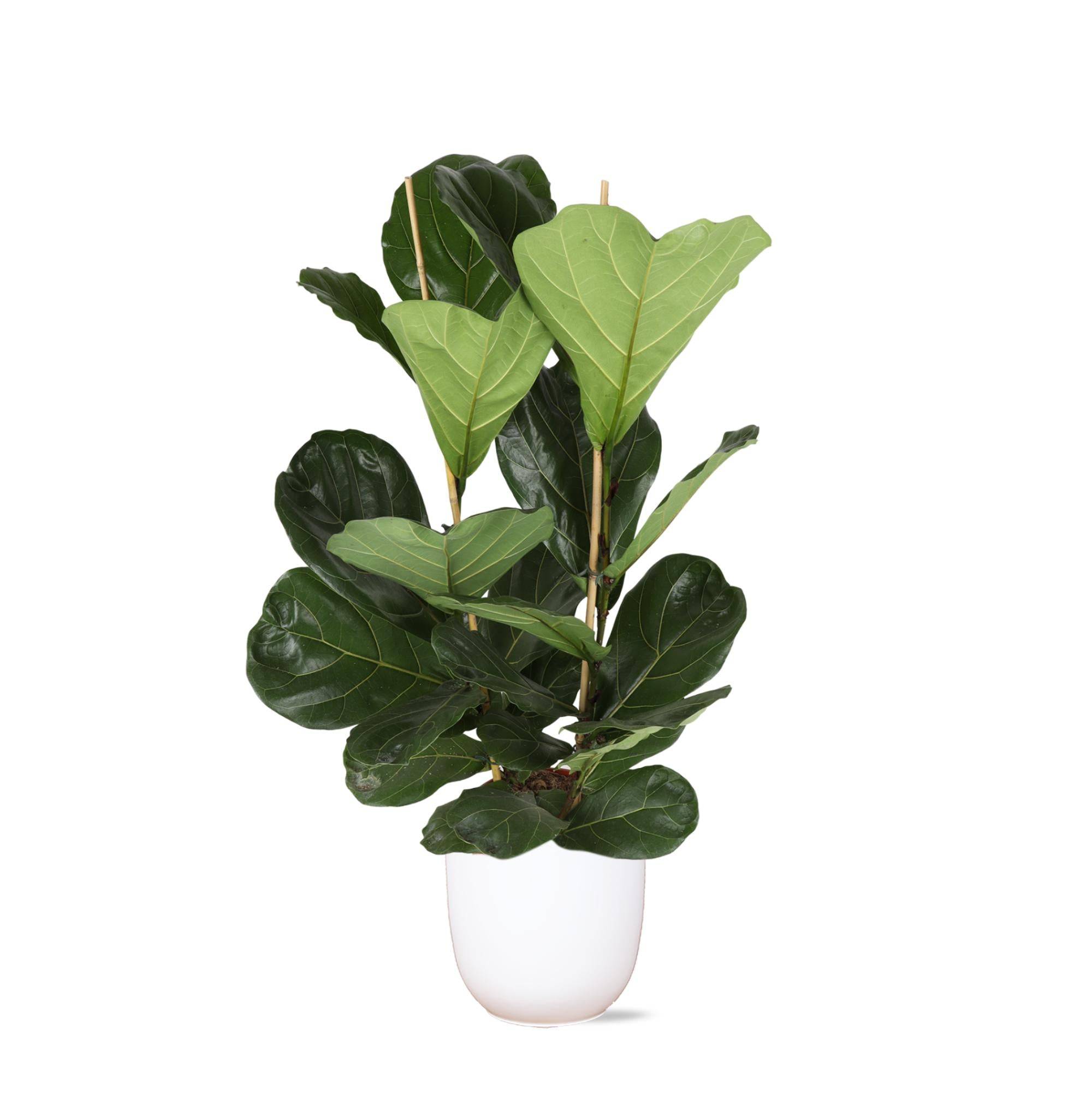 La Green Touch - Ficus Lyrata et son pot- La Green Touch Blanc - Hauteur 120cm