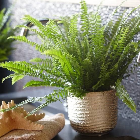 Gardenersdream - Nephrolepis Fougère De Boston | De 25 À 35 Cm Plante En Pot Pour La Maison Ou Le Bureau | Meilleure Plante D'Intérieur - GardenersDream - Image 1