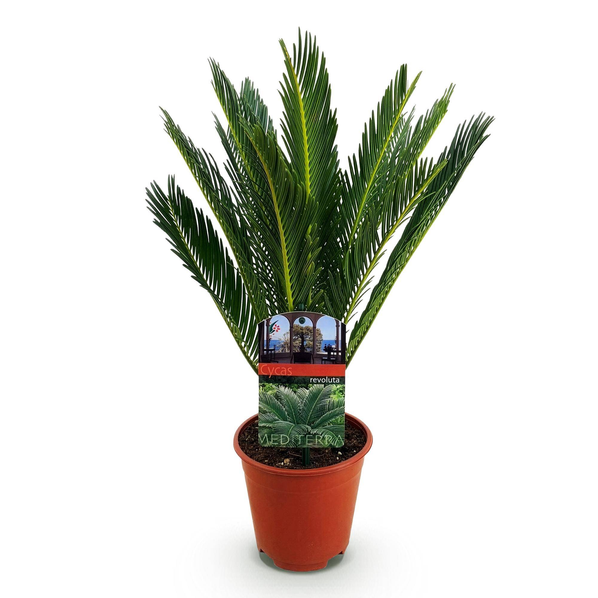 Cycas revoluta - Palmier - Pot de 15cm - Hauteur 45-55cm - 1 plante - Plantes d'intérieur - Image 2