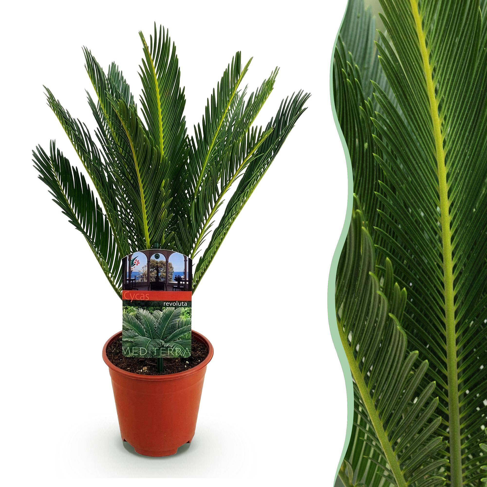 Cycas revoluta - Palmier - Pot de 15cm - Hauteur 45-55cm - 1 plante - Plantes d'intérieur - Image 1