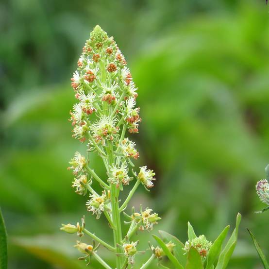 Graines de Reseda odorant Grandiflora - Reseda odorata le sachet de 950 graines environ (1,5g)