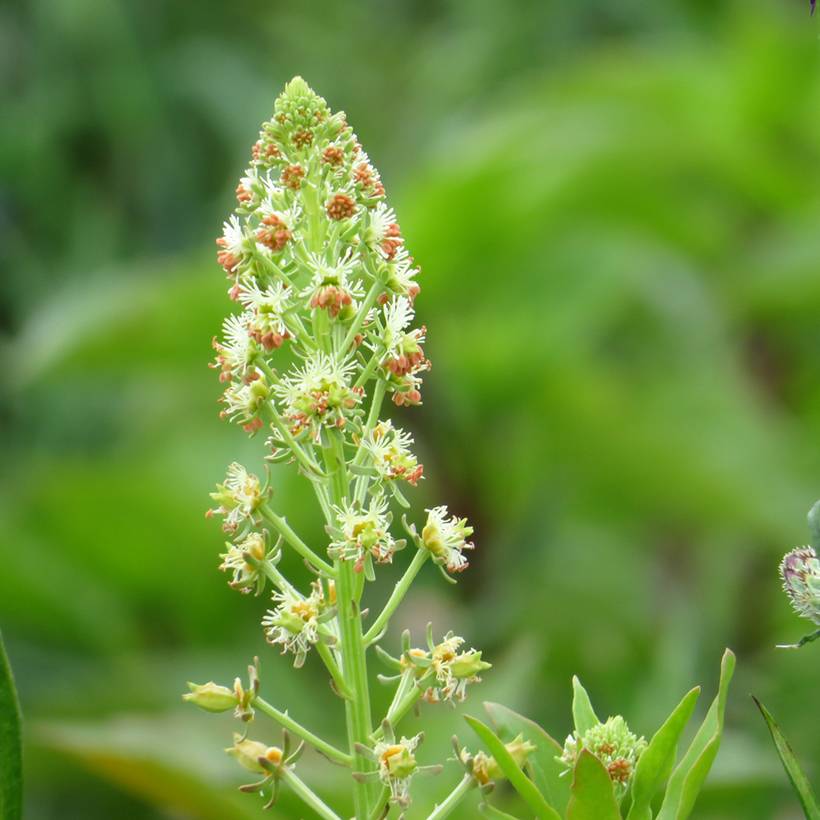Graines de Reseda odorant Grandiflora - Reseda odorata le sachet de 950 graines environ (1,5g)