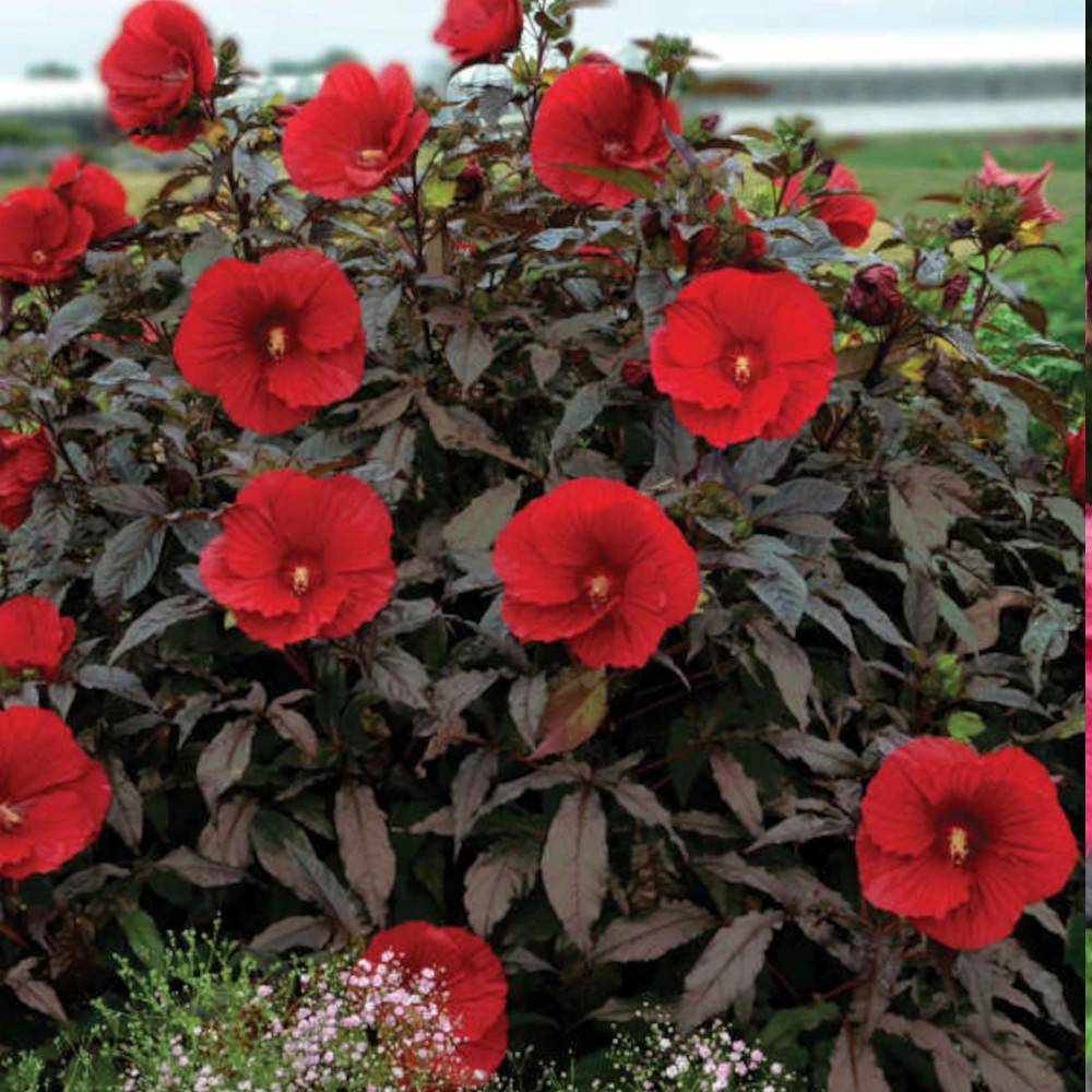 Hibiscus des marais SUMMERIFIC® Midnight Marvel à fleurs Rouge/ - feuillage Caduc - Pot de 7,5L - 40/60 cm - Image 1
