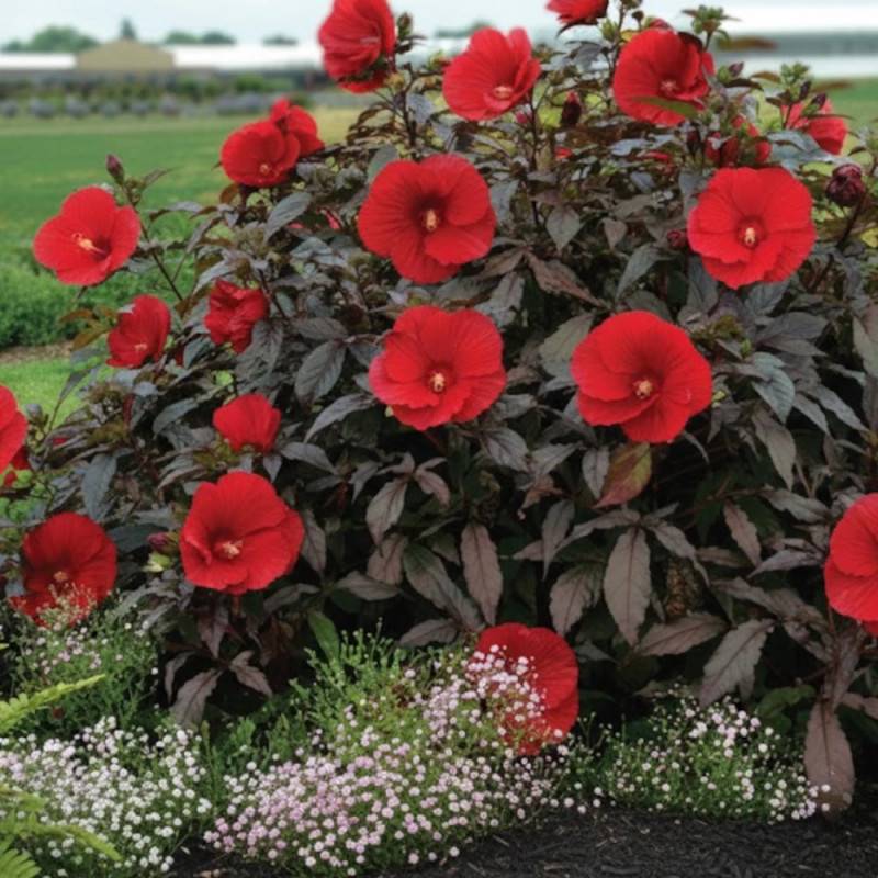 Hibiscus des marais SUMMERIFIC® Midnight Marvel à fleurs Rouge/ - feuillage Caduc - Pot de 7,5L - 40/60 cm - Image 2