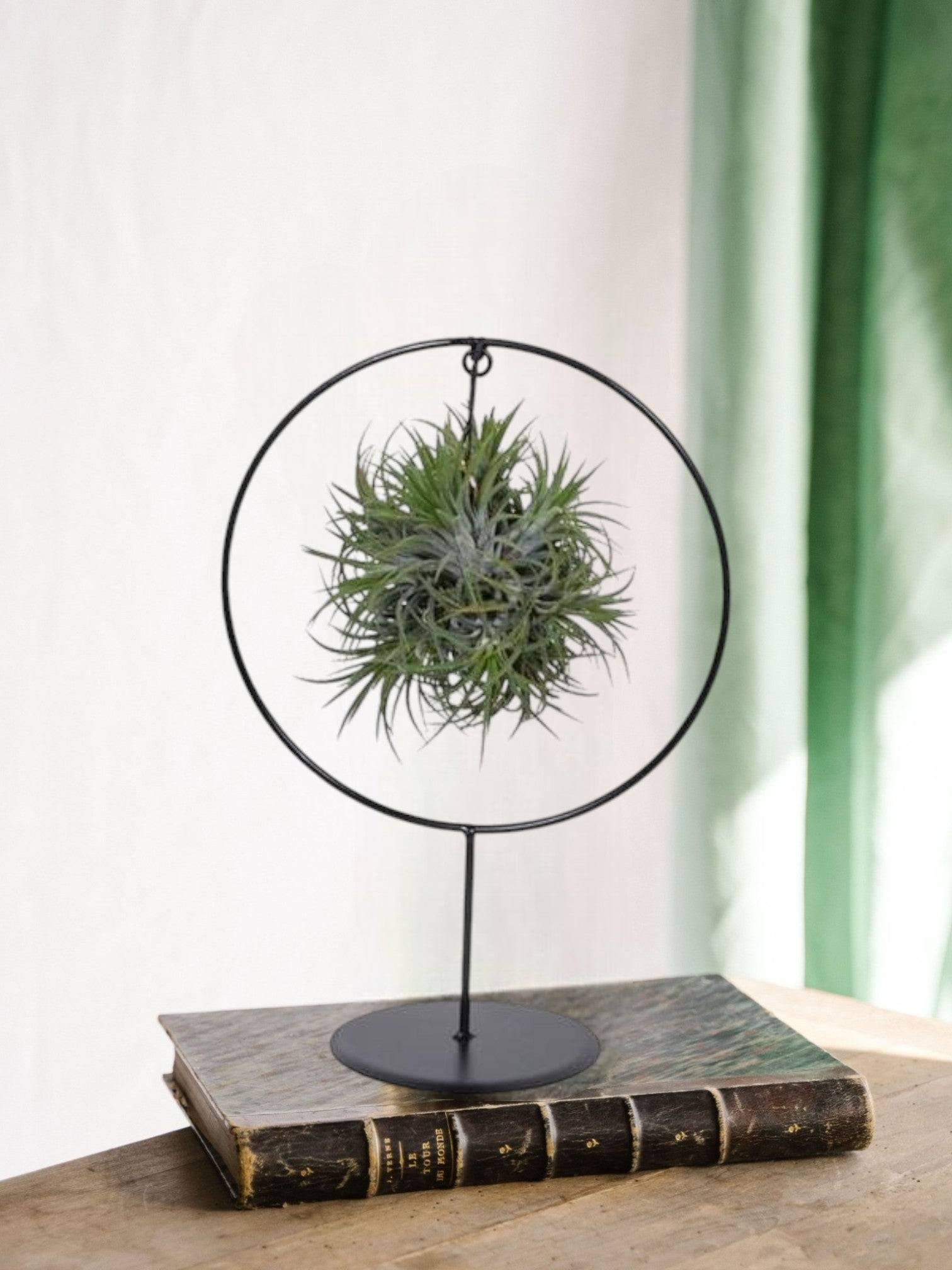 Tillandsia sur socle d17cm 30cm - Plante d'intérieur- La Green Touch - Image 2