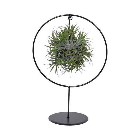 Tillandsia sur socle d17cm 30cm - Plante d'intérieur- La Green Touch - Image 4