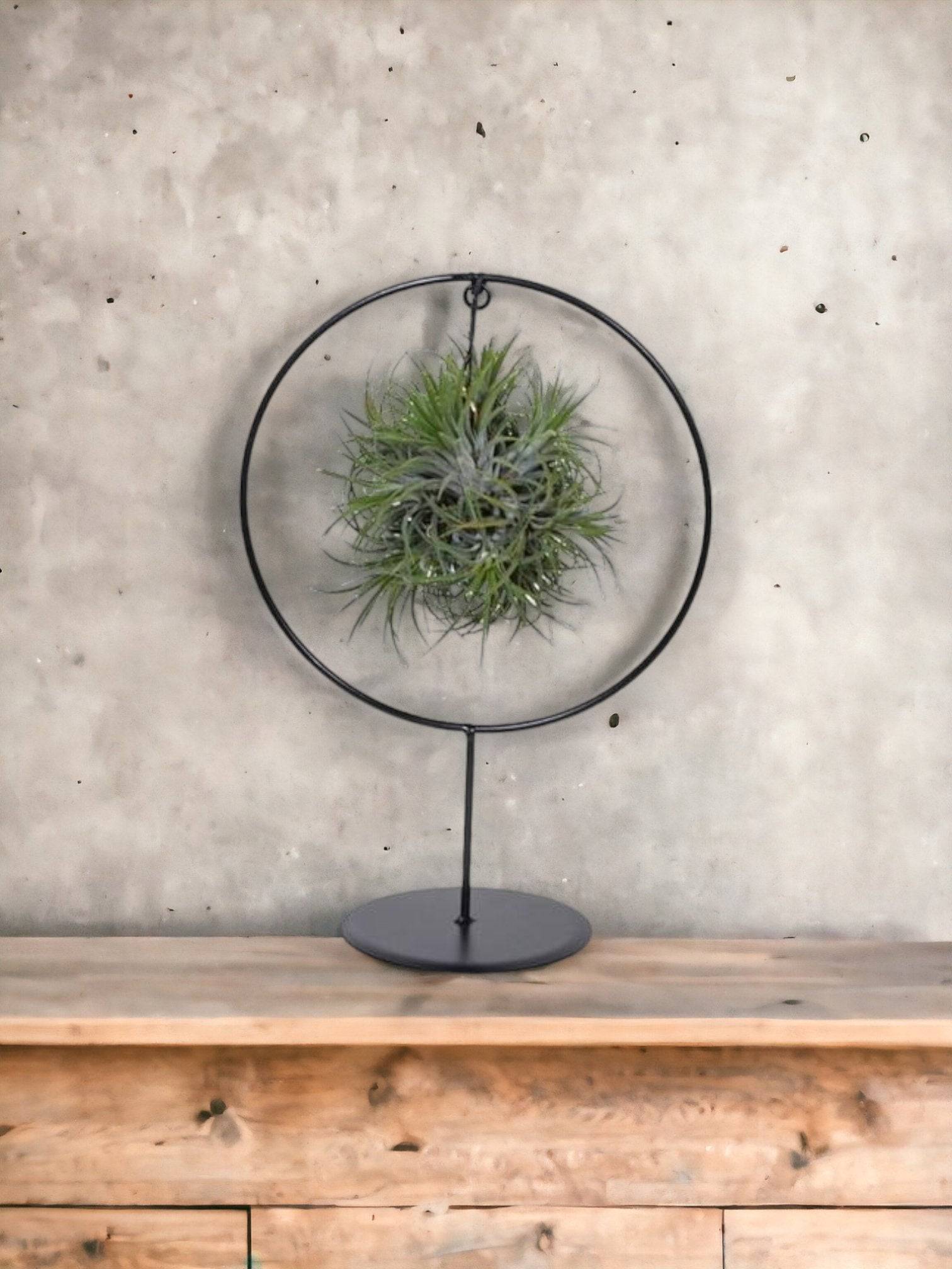 Tillandsia sur socle d17cm 30cm - Plante d'intérieur- La Green Touch - Image 3
