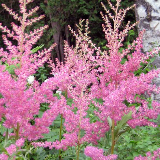 Astilbe arendsii Cattleya Godet de 8/9 cm