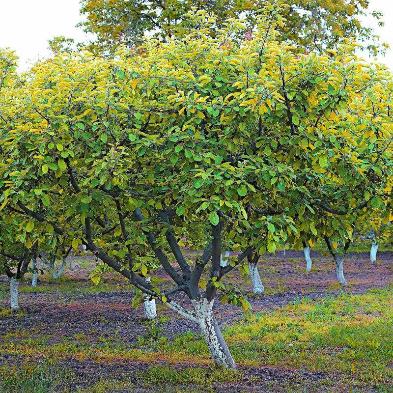 Abricotier 'Polonais' (Prunus armeniaca 'Polonais') - Scion de 80 à 100cm - Pépinières Naudet - Image 4
