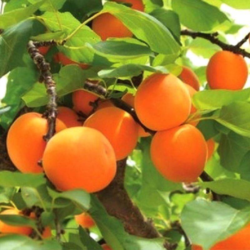 Abricotier 'Polonais' (Prunus armeniaca 'Polonais') - Scion de 80 à 100cm - Pépinières Naudet - Image 1