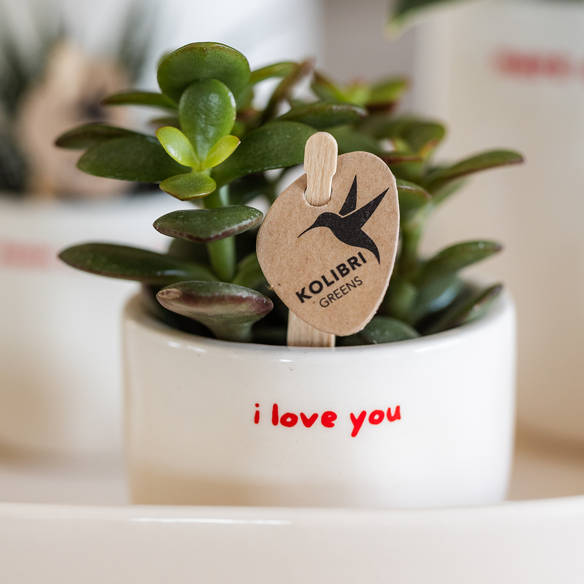 Orchidée Phalaenopsis Rouge Congo Avec Plante Verte Dans des Cache‑pots Love - H35cm - Image 2