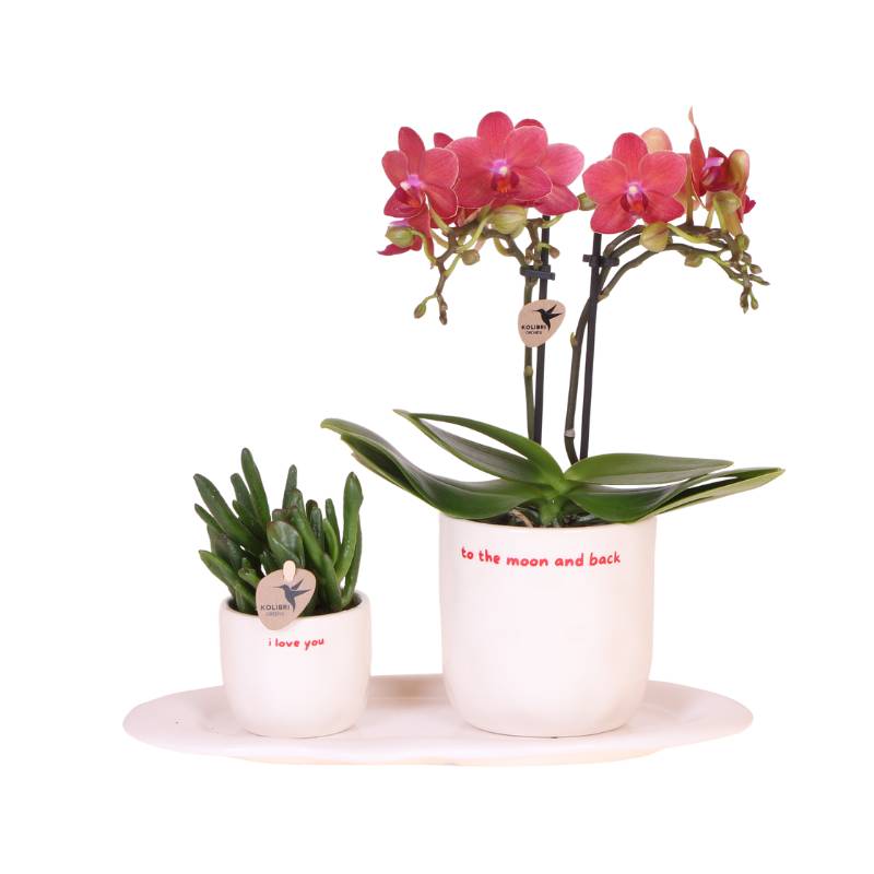 Orchidée Phalaenopsis Rouge Congo Avec Plante Verte Dans des Cache‑pots Love - H35cm - Image 1