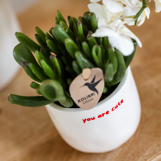 Orchidée Phalaenopsis Rouge Congo Avec Plante Verte Dans des Cache‑pots Love - H35cm - Image 3