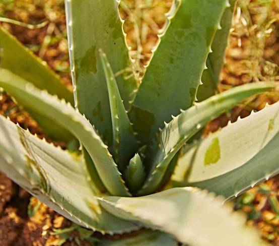 0 - Aloe vera (syn. A. barbadensis) Pot de 25L - 80/100cm - Image 2