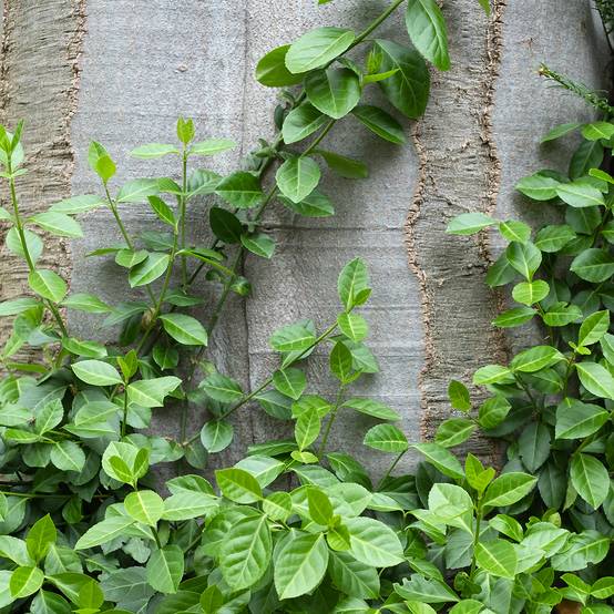 Euonymus fortunei Radicans - Fusain rampant Pot de 1L/1,5L - Image 1