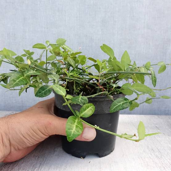 Euonymus fortunei Radicans - Fusain rampant Pot de 1L/1,5L - Image 2