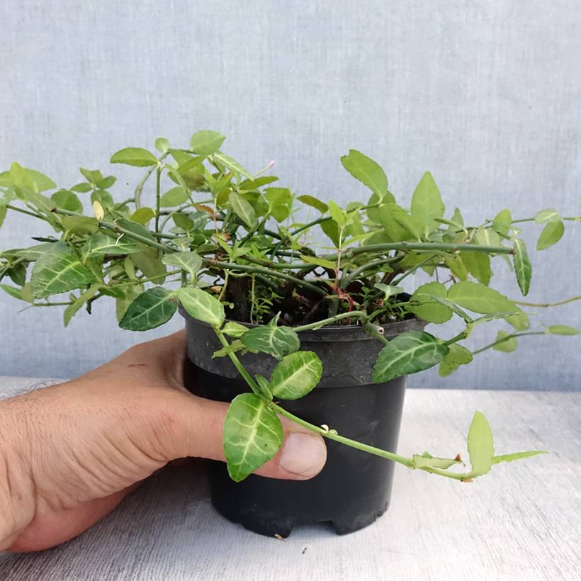 Euonymus fortunei Radicans - Fusain rampant Pot de 1L/1,5L - Image 2