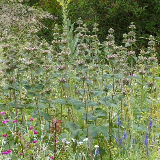 Sauge de Jerusalem - Phlomis samia Godet de 8/9 cm