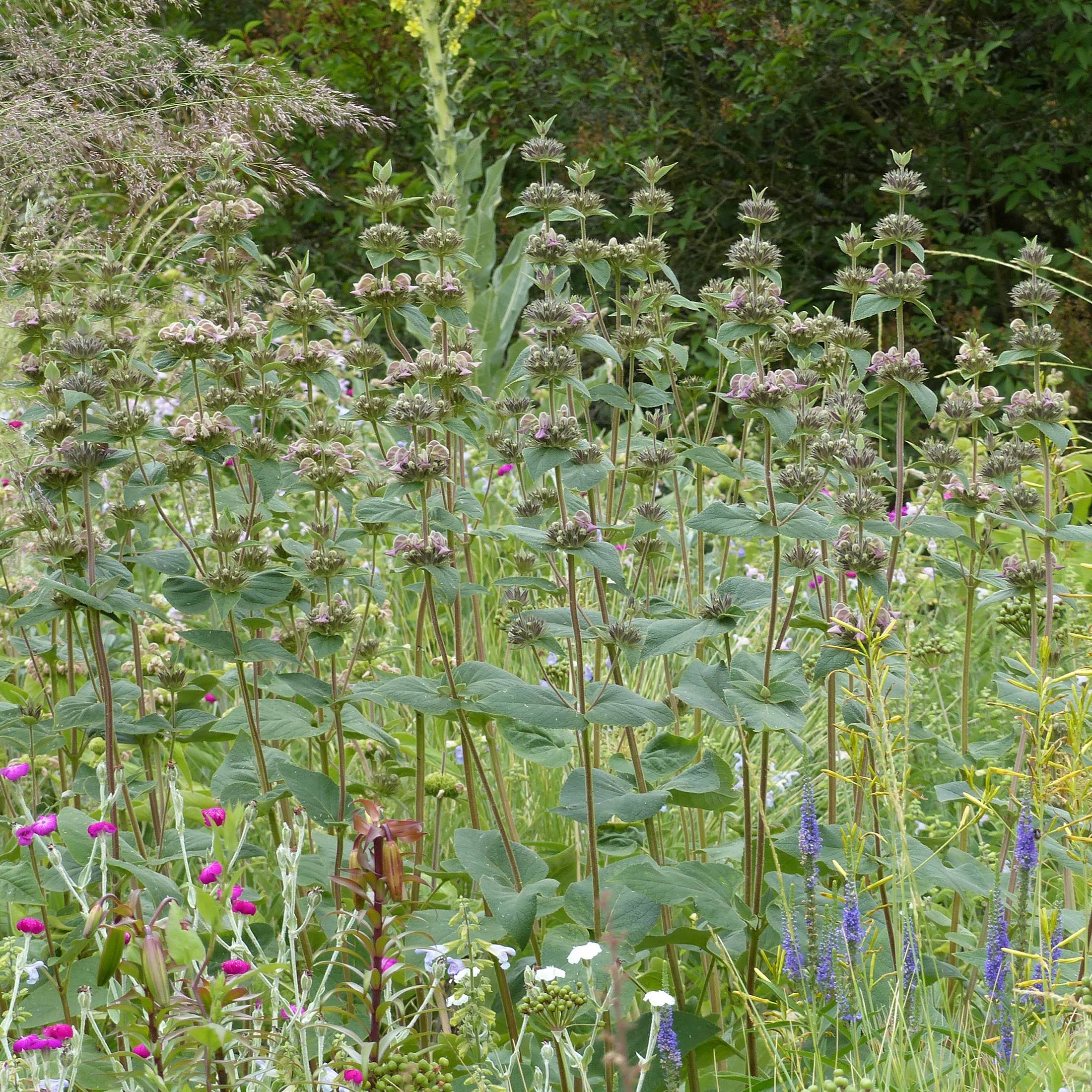 Sauge de Jerusalem - Phlomis samia Godet de 8/9 cm