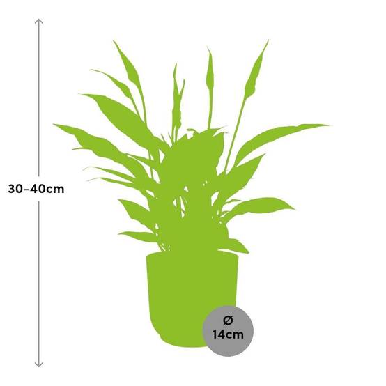 Spathiphyllum 12 Cm Torelli 14cm Rose - H45cm - Image 3