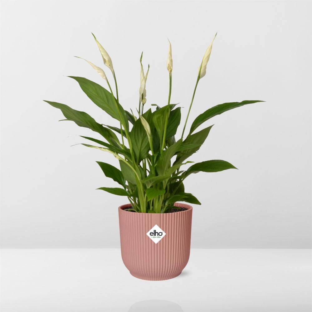 La Green Touch - Spathiphyllum 12 Cm Torelli 14cm Rose - H45cm - Image 6
