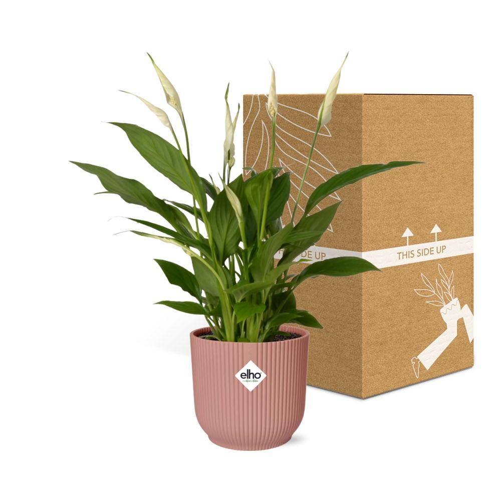 Spathiphyllum 12 Cm Torelli 14cm Rose - H45cm - Image 5