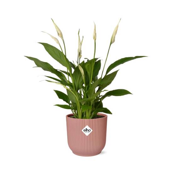 Spathiphyllum 12 Cm Torelli 14cm Rose - H45cm - Image 1