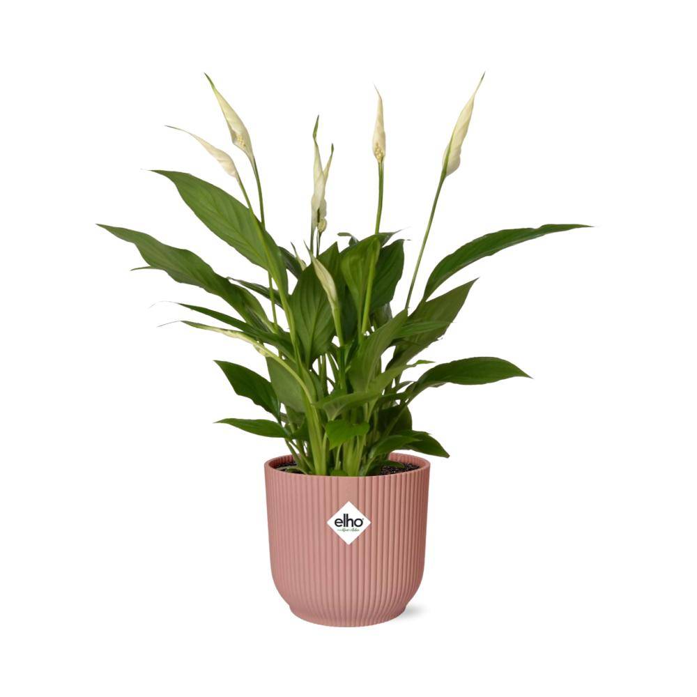 Spathiphyllum 12 Cm Torelli 14cm Rose - H45cm - Image 1