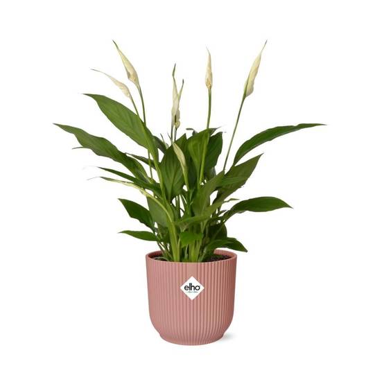 Spathiphyllum 12 Cm Torelli 14cm Rose - H45cm - Image 2