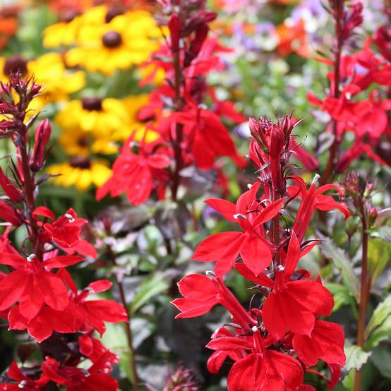 Promesse de Fleurs - Lobelia speciosa Starship Scarlet Godet de 8/9 cm