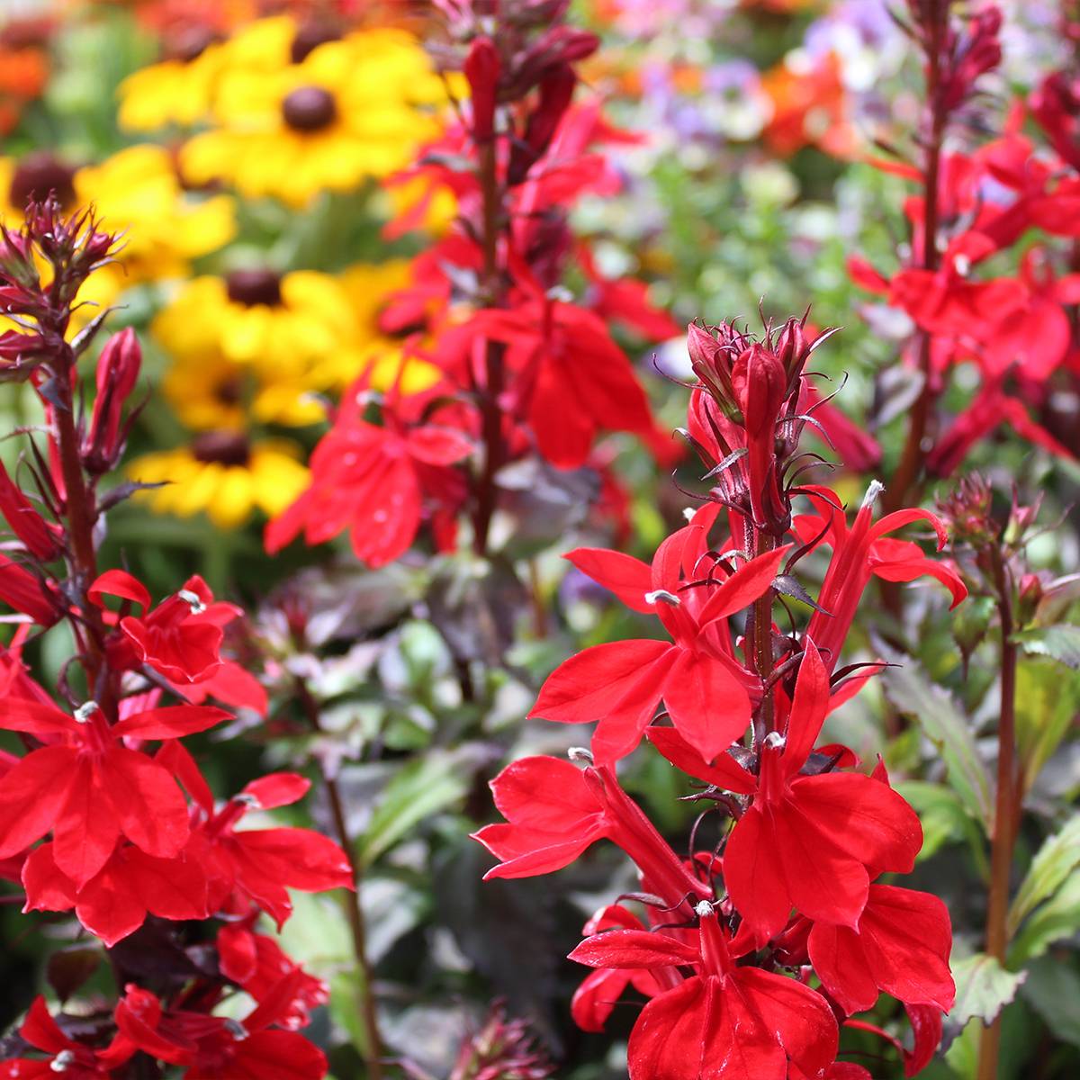 Promesse de Fleurs - Lobelia speciosa Starship Scarlet Godet de 8/9 cm