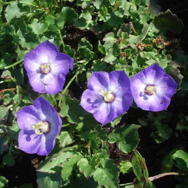Promesse de Fleurs - Campanule - Campanula Royal Wave Godet de 8/9 cm