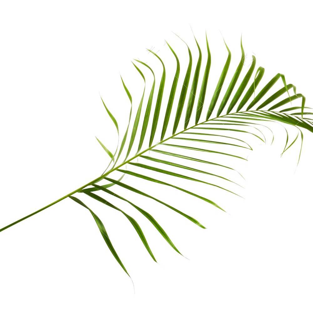 Gardenersdream - 13 Cm Palmier Areca – 1 Plante – Plante Palmier En Pot Vivant Pour Maison / Bureau - GardenersDream - Image 2