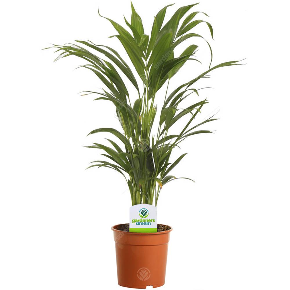 Gardenersdream - 13 Cm Palmier Areca – 1 Plante – Plante Palmier En Pot Vivant Pour Maison / Bureau - GardenersDream - Image 1