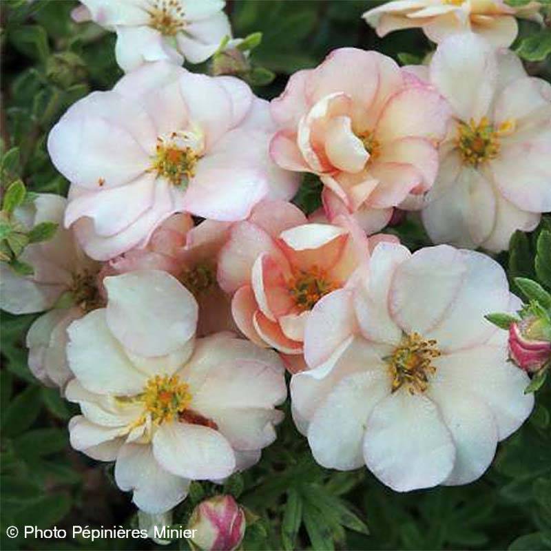 Potentilla fruticosa Double Punch Pastel - Potentille arbustive Pot de 3L/4L - Image 1