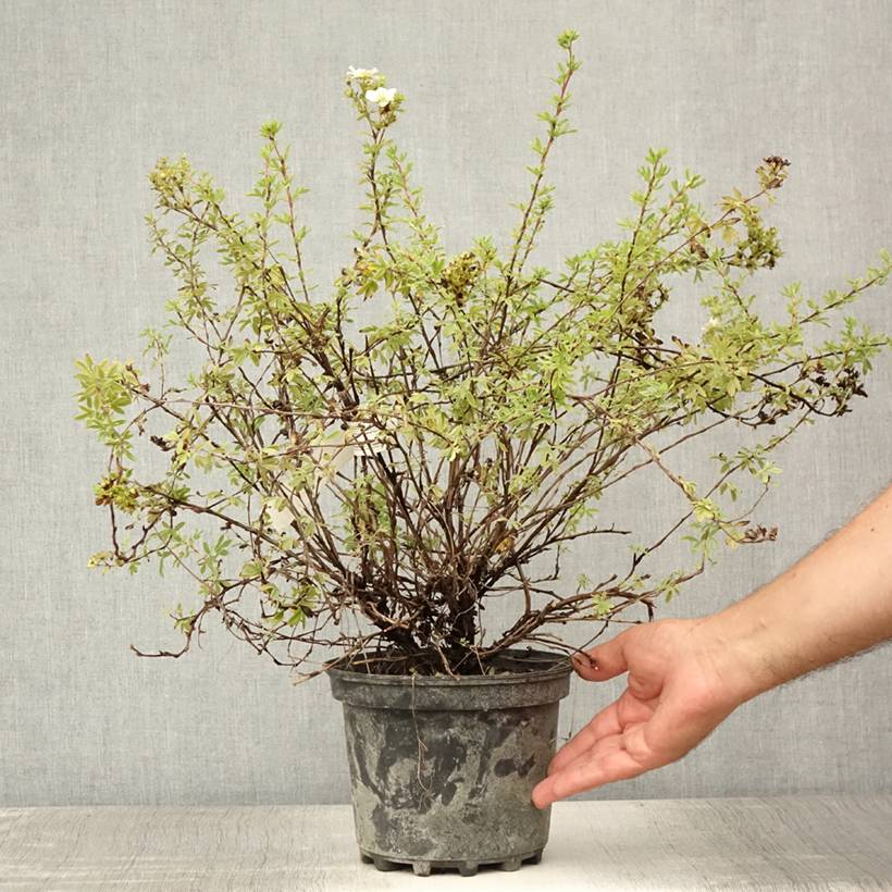Potentilla fruticosa Double Punch Pastel - Potentille arbustive Pot de 3L/4L - Image 2