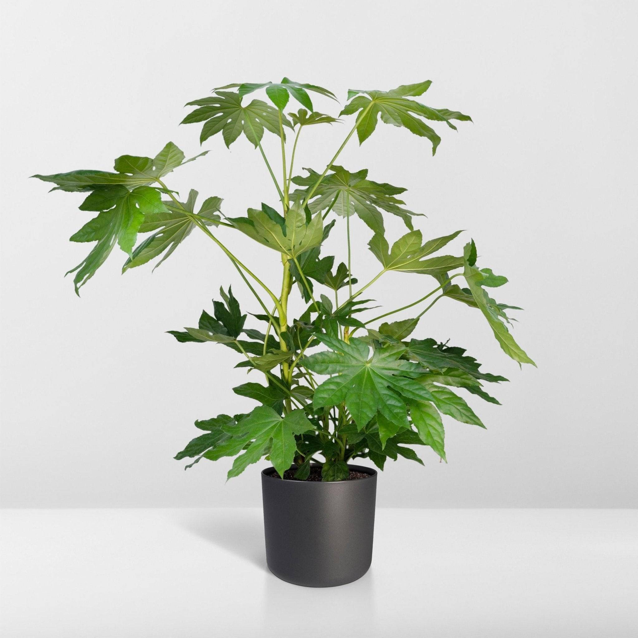 La Green Touch - Fatsia japonica vert  h85cm 85cm - Plante d'intérieur- La Green Touch - Image 8